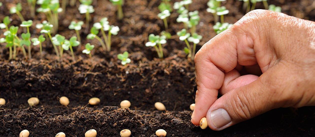Seeds | بذور