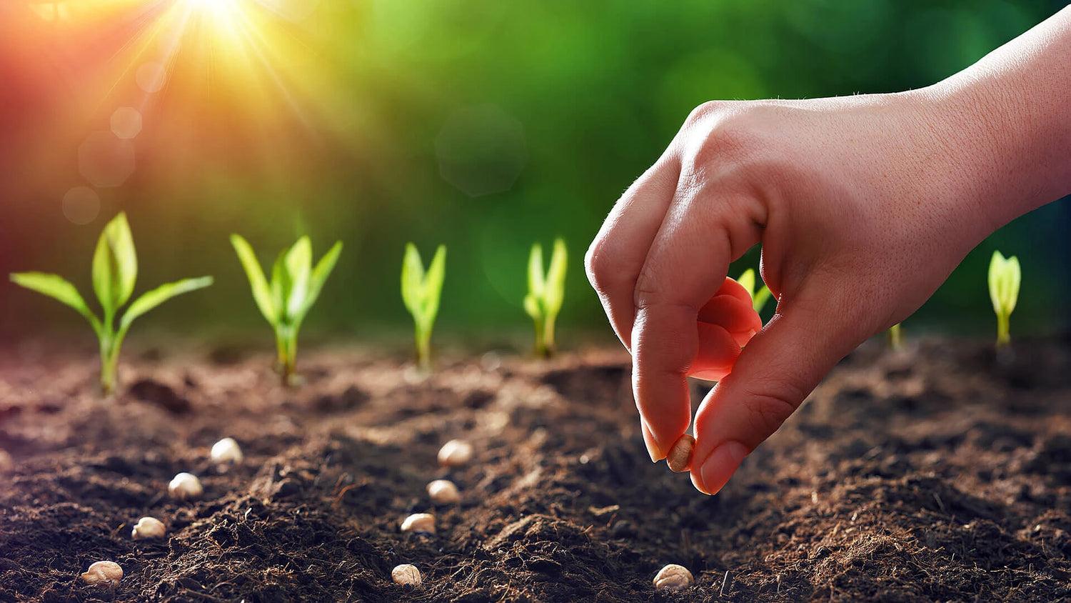 Herbs & Vegetable Seeds | بذور