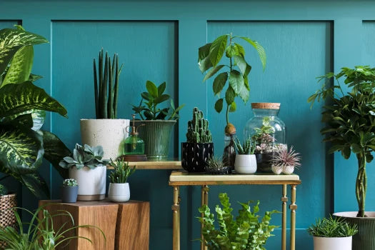 House Plants