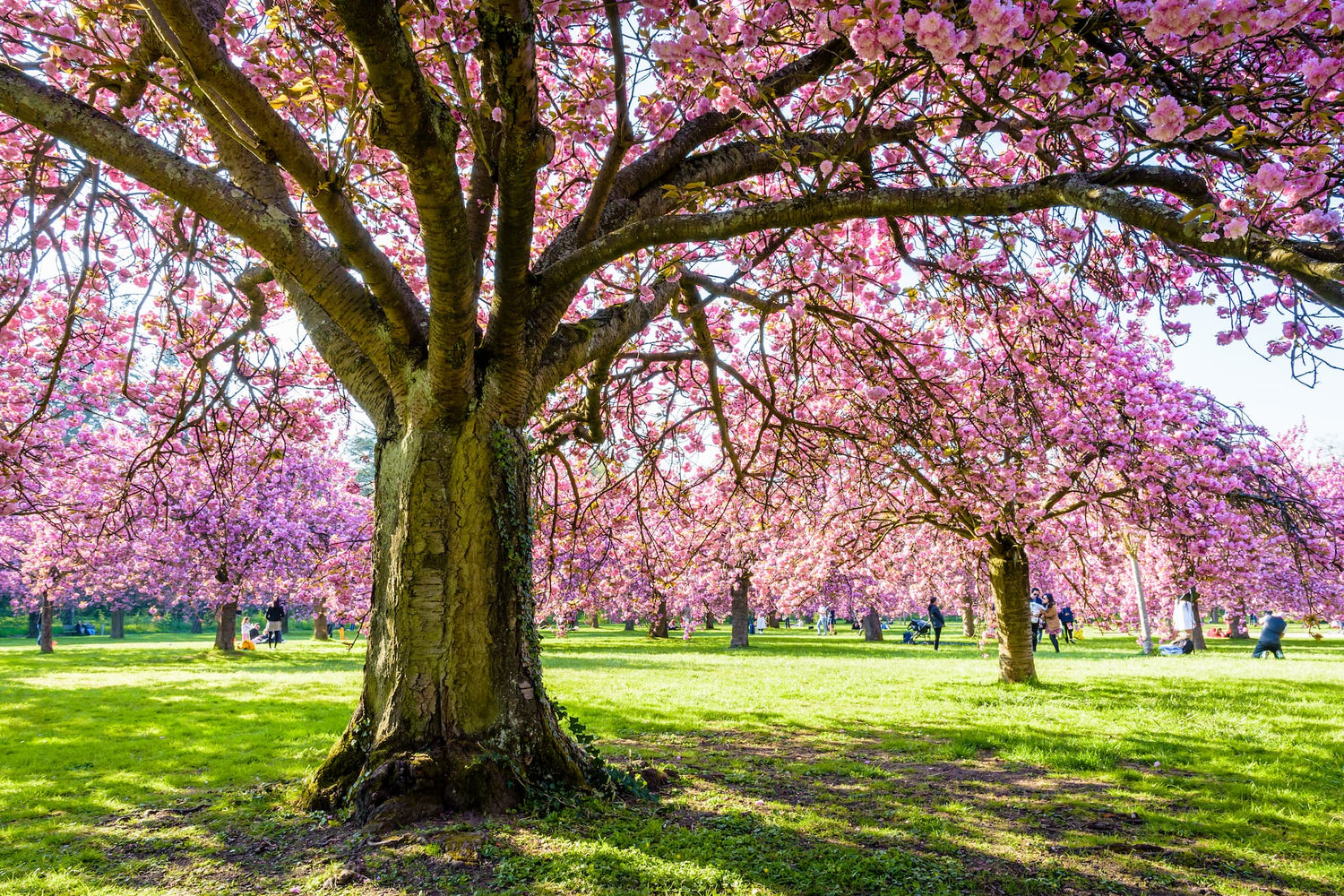 Specimen Trees