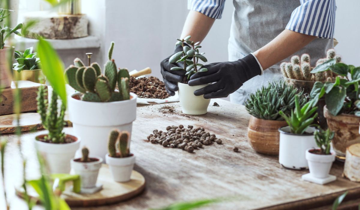 Plant Care & Accessories