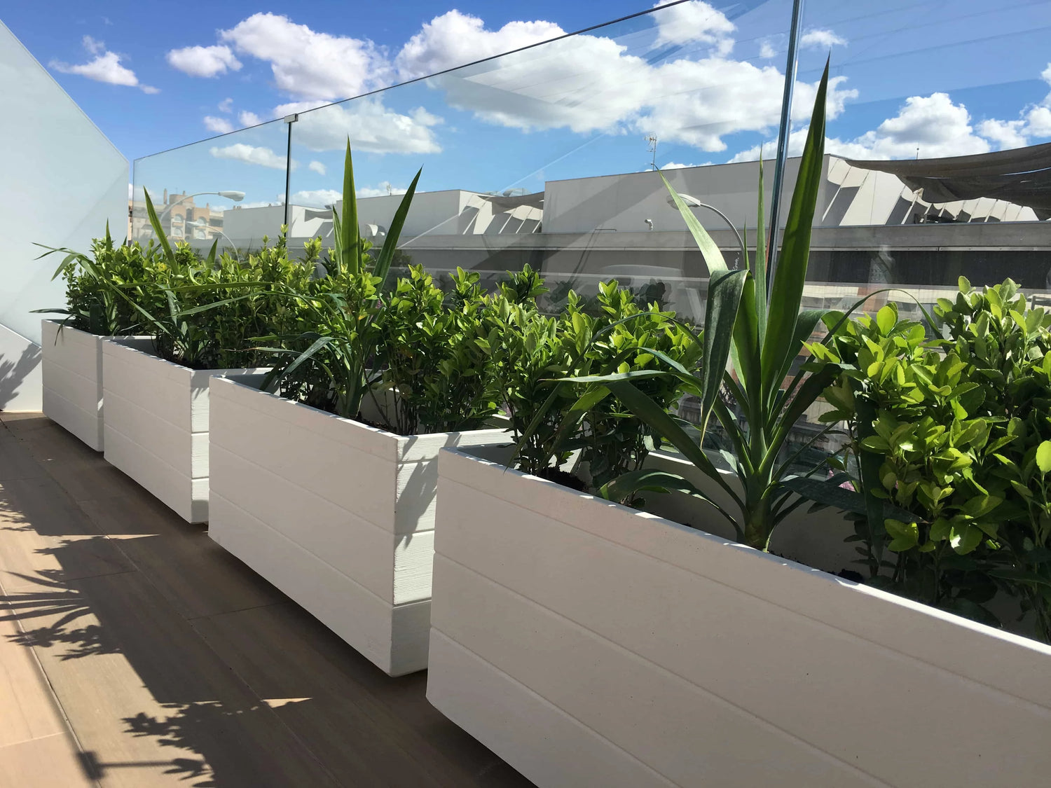 All Outdoor Plants | نباتات خارجية