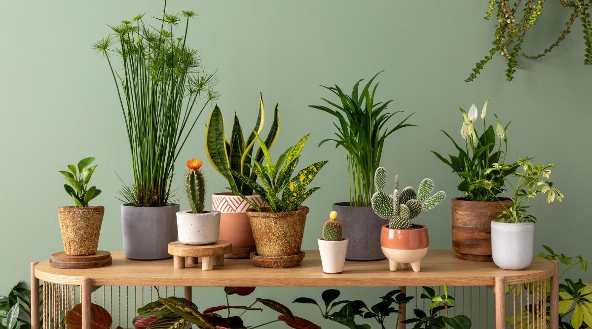 All Indoor Plants – Plant and Pot Co.