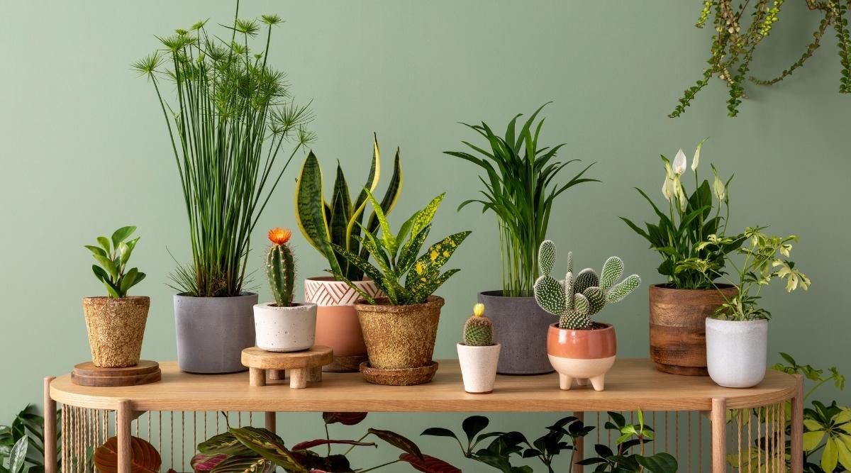 All Indoor Plants | النباتات الداخلية