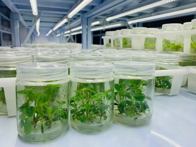 Tissue Culture Plants