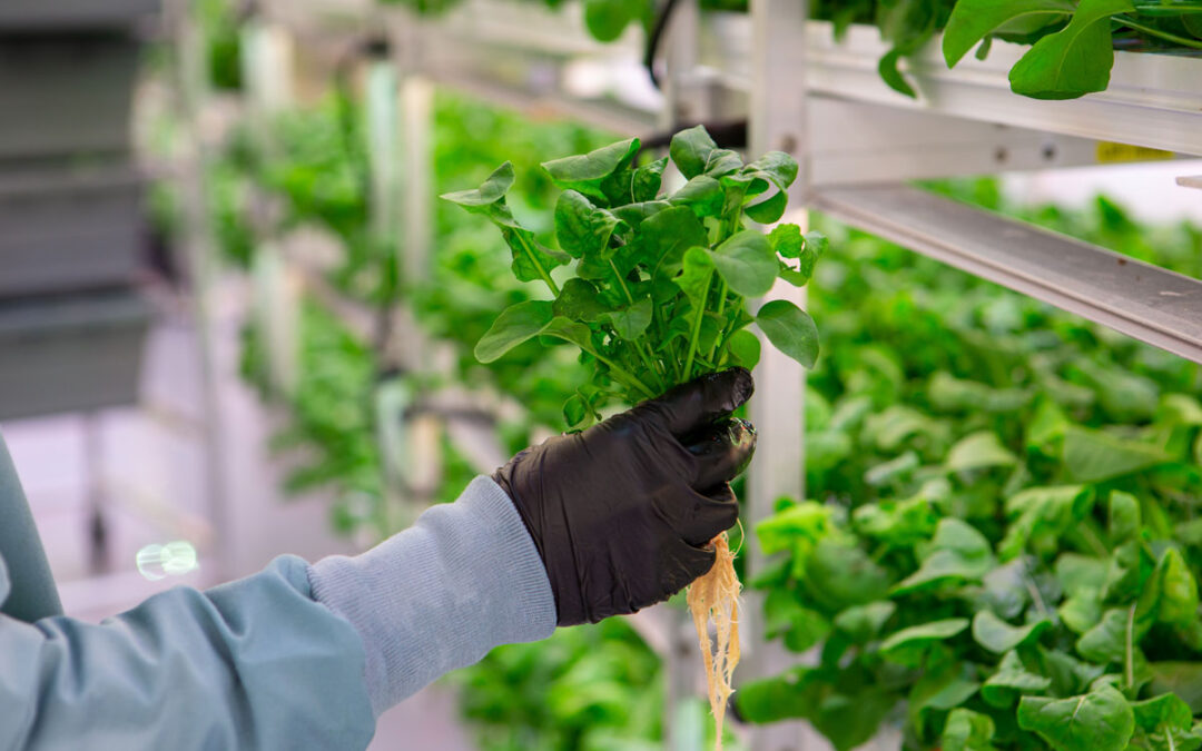 Hydroponics / Soil Fertilizers and Supplement's