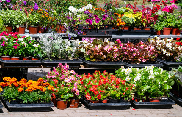 Kuwait Seasonal Flowers - زهور موسمية
