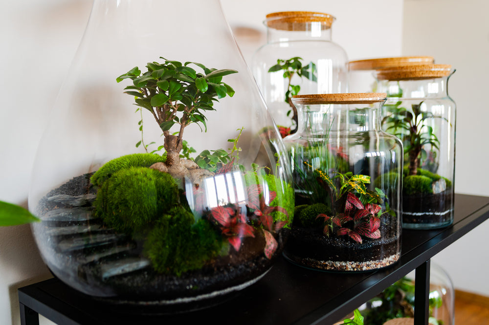 Shop Terrarium