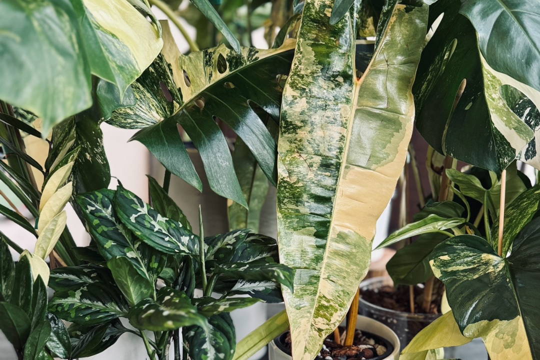 Rare Variegated Plants