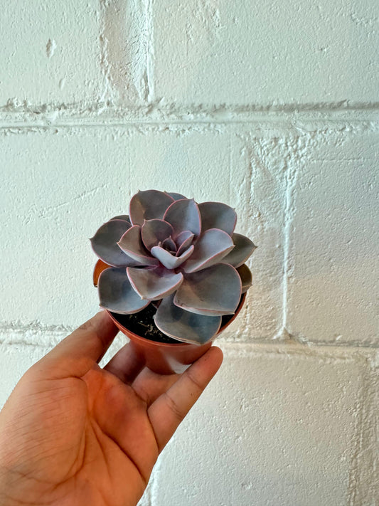 Echeveria perle von nurnberg - Succulent Plant - Indoor House Plant - نبات داخلي