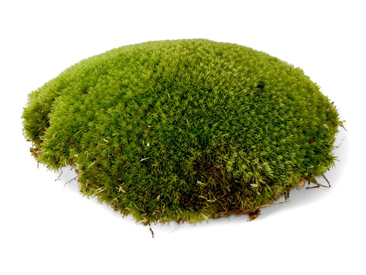 Live Cushion Moss for Terrarium