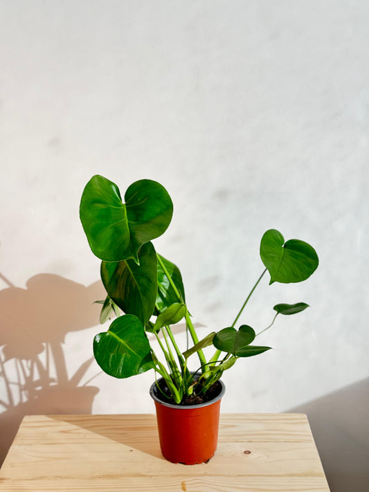 Monstera Deliciosa - Indoor House Plant - نبات داخلي