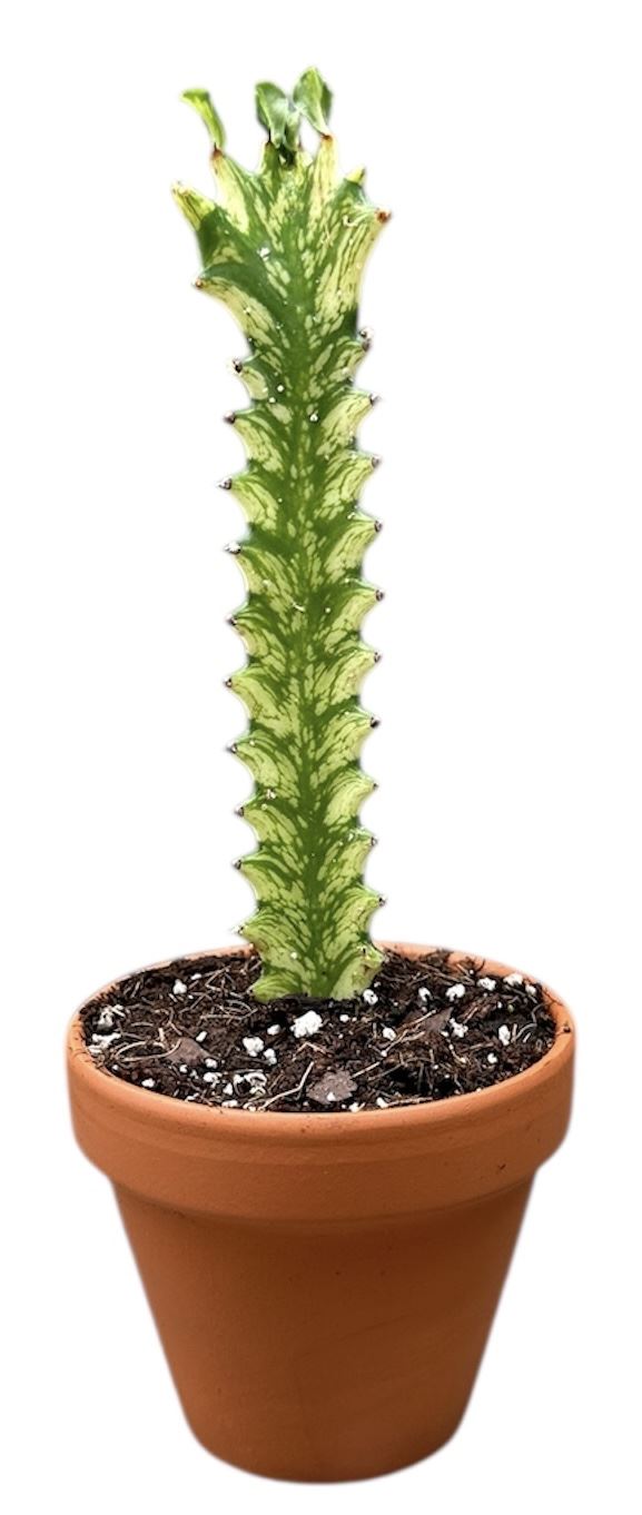 Euphorbia Lactea ...