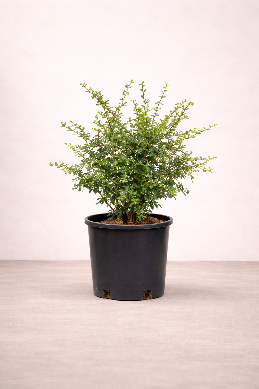 Carmona plant - ن...