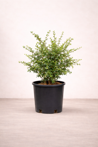 Carmona plant - نبتة كارمونا