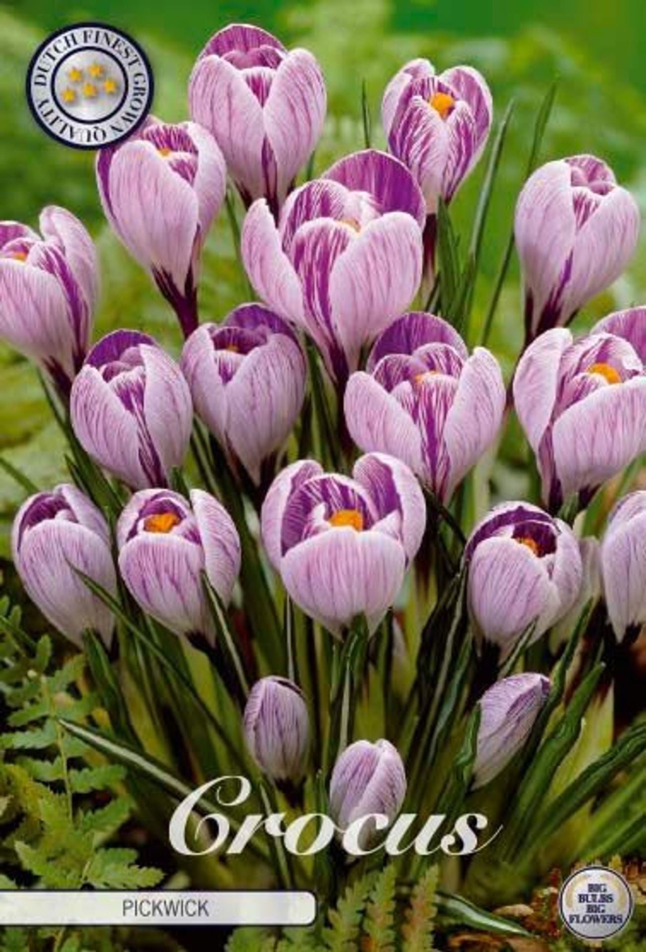 Crocus Vernus Pic...