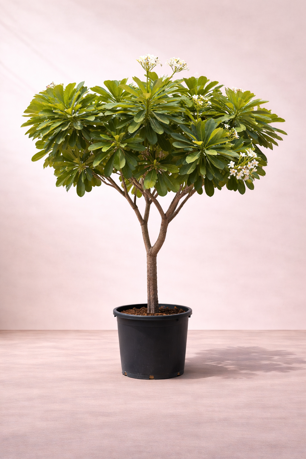 Plumeria Obtusa T...