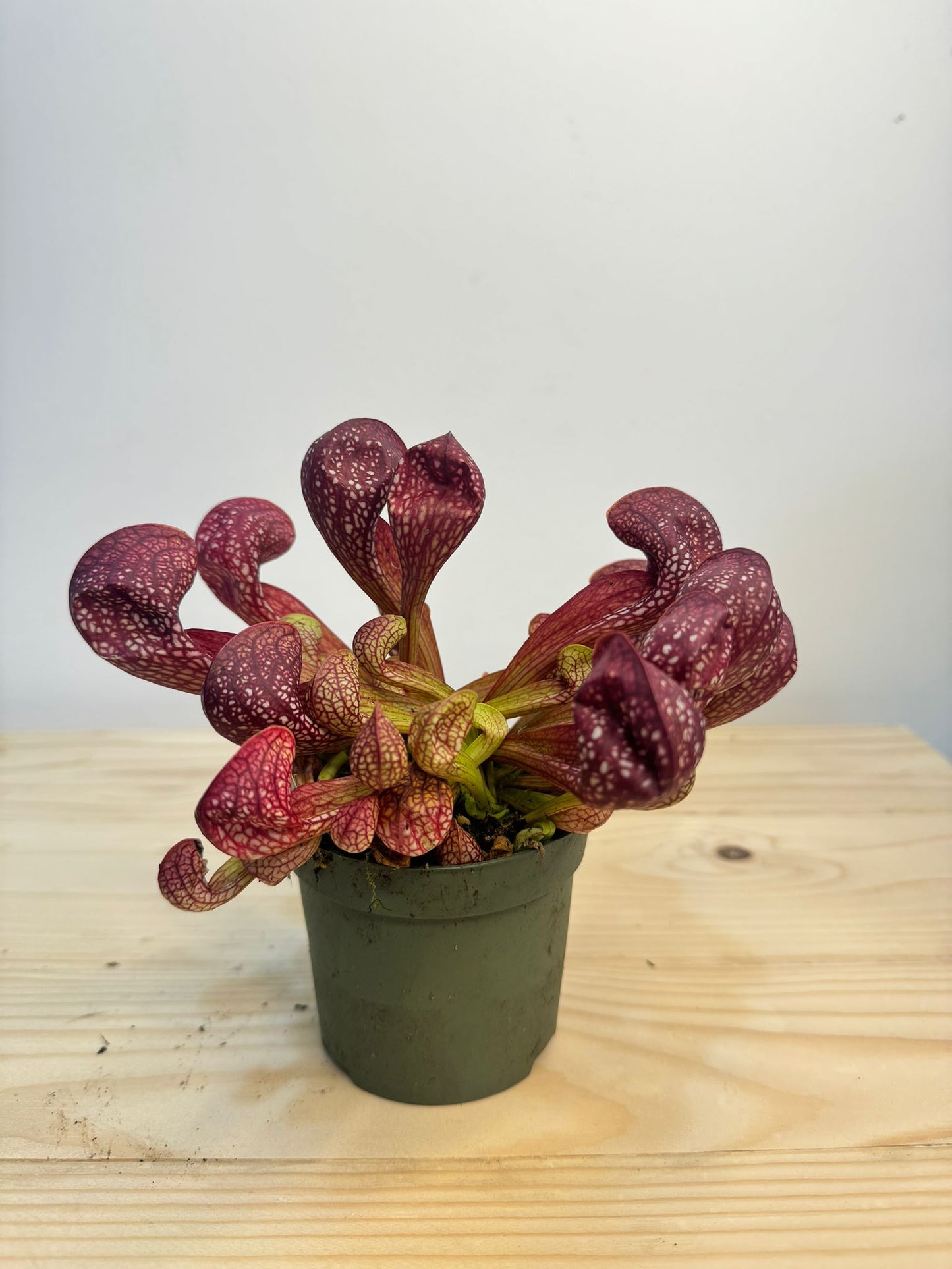 Sarracenia Plant - Insect Eating Plant - Indoor Plant