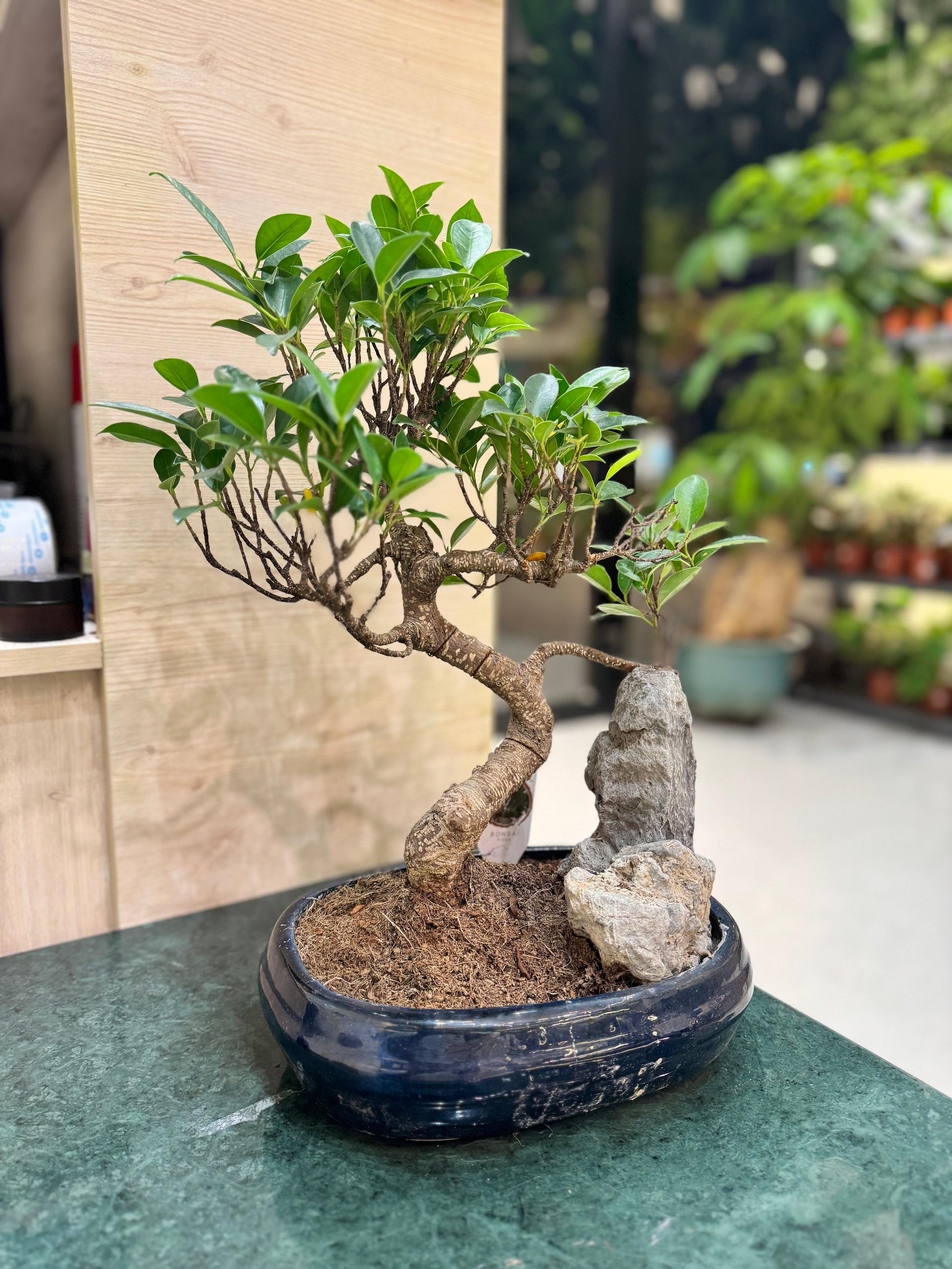 Bonsai Ficus With...
