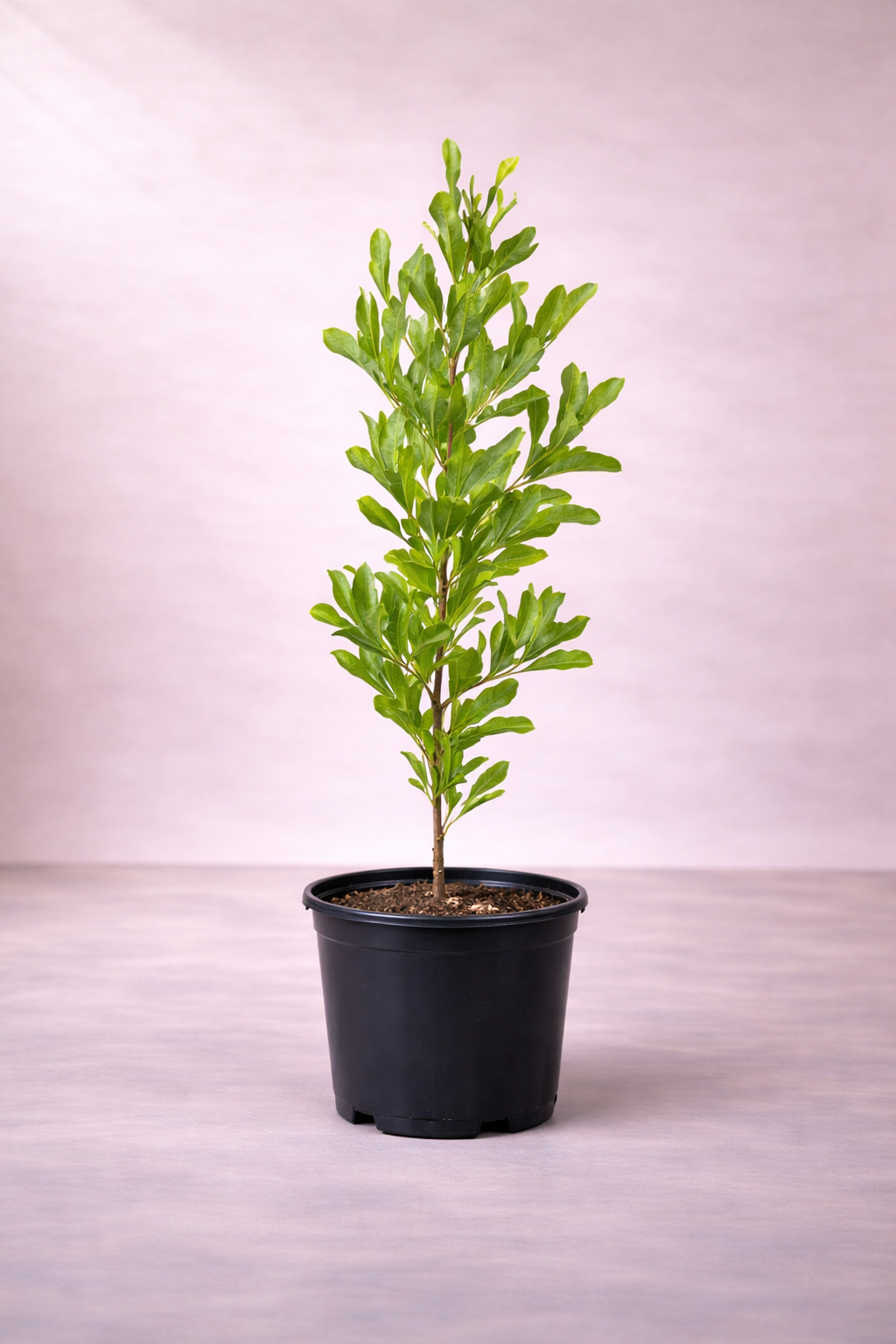 Dodonaea Plant - ...