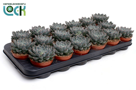 Echeveria Orion - Succulent Plant - Indoor House Plant - نبات داخلي