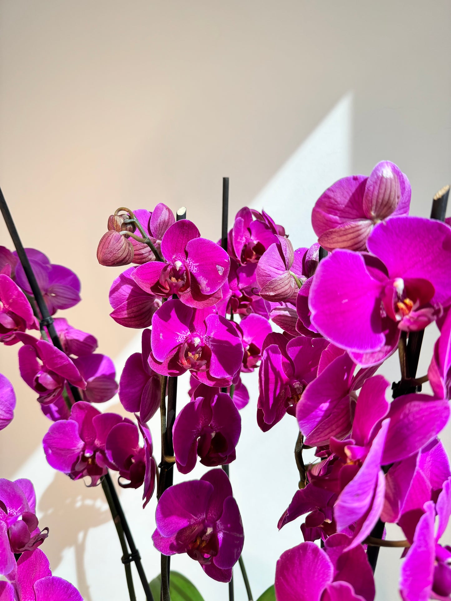 Purple Orchid Plant Bunch in Rose Gold Ceramic - نبات الأوركيد - Phalaenopsis