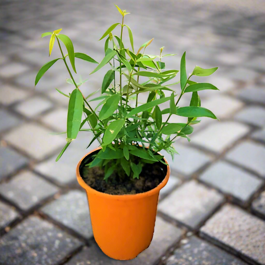 Miswak Plant - نبات المسواك