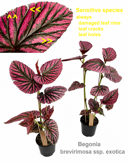 Begonia Brevirimosa Ssp. Exotica - Indoor House Plant - نبات داخلي