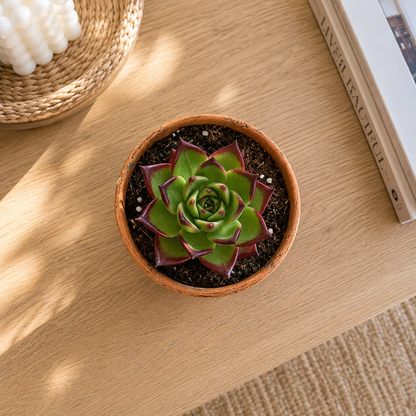 Echeveria Agavoides - Succulent Plant - Indoor House Plant - نبات داخلي