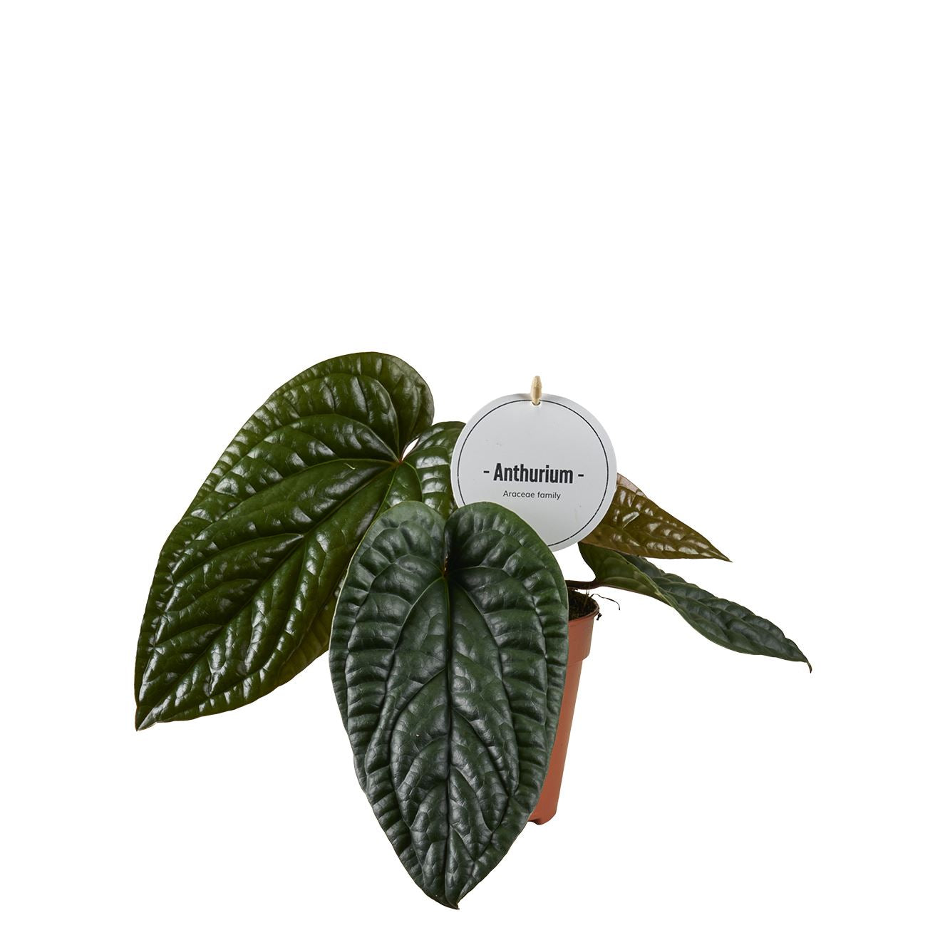 Anthurium Luxuria...