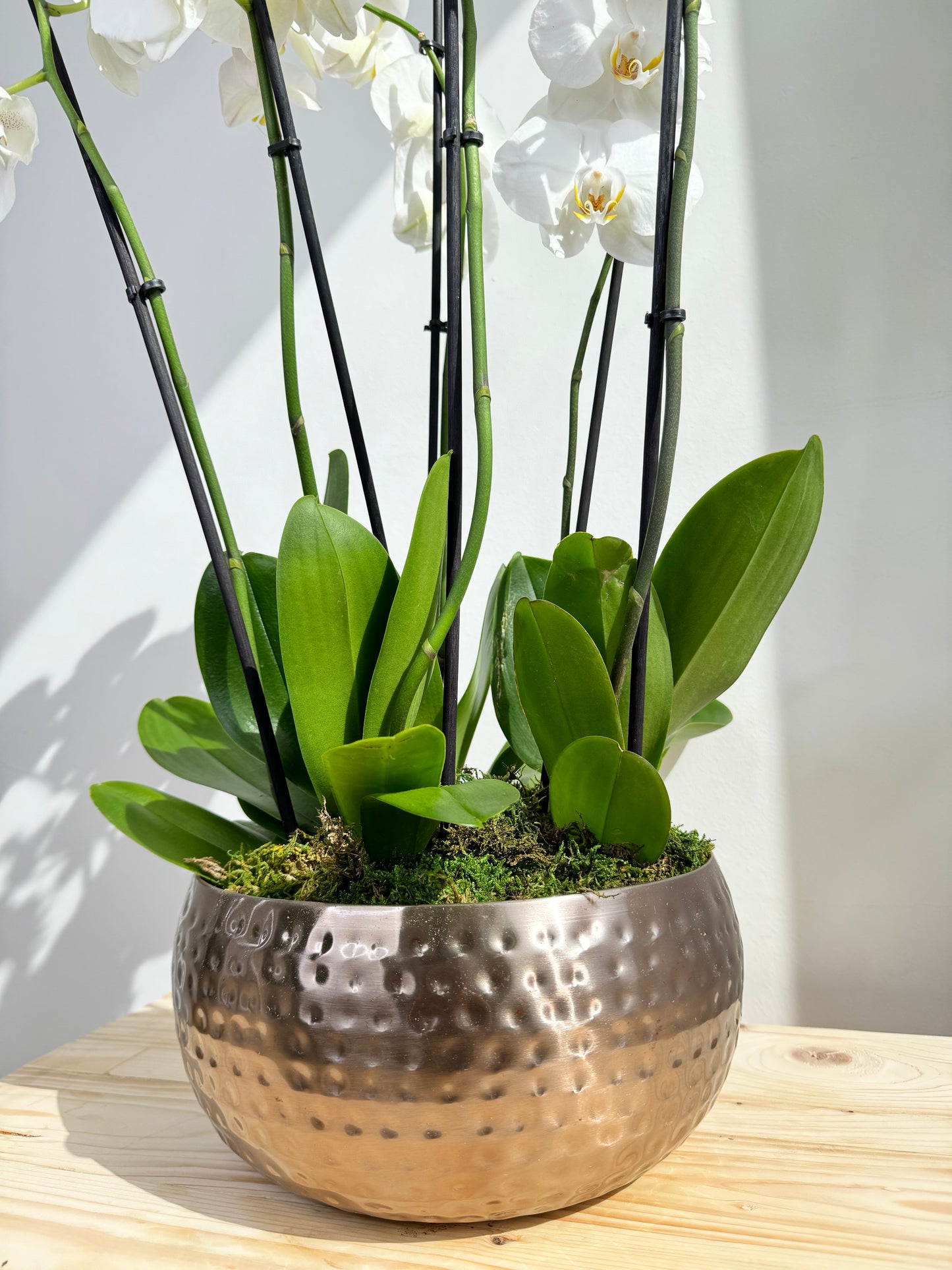 White Orchid Plant Bunch in Rose Gold Metal Pot - نبات الأوركيد - Phalaenopsis