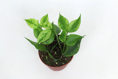 Fishtail Hoya - Hoya Polyneura – Indoor House Plant | نبات داخلي