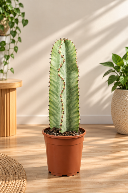 Euphorbia Variegata - صبار يوفوربيا