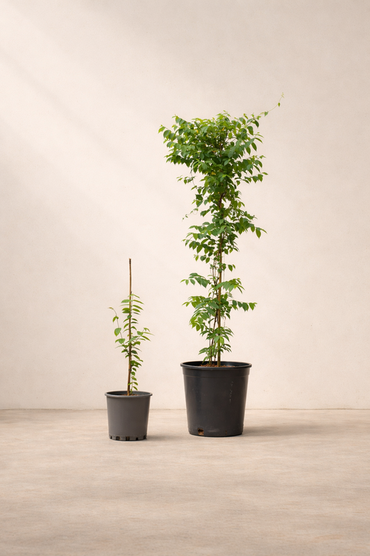 Rangoon Creeper Plant - نبات ياسمين هندي متسلق