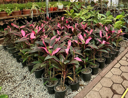 Cordyline Red - Indoor House Plant - نبات داخلي