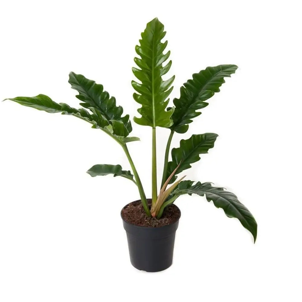 Philodendron Narrow featuring narrow, serrated green leaves, displayed in a lush indoor setting.