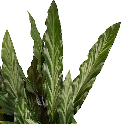 Calathea Rufibarba Elgergrass - Indoor House Plant - نبات داخلي