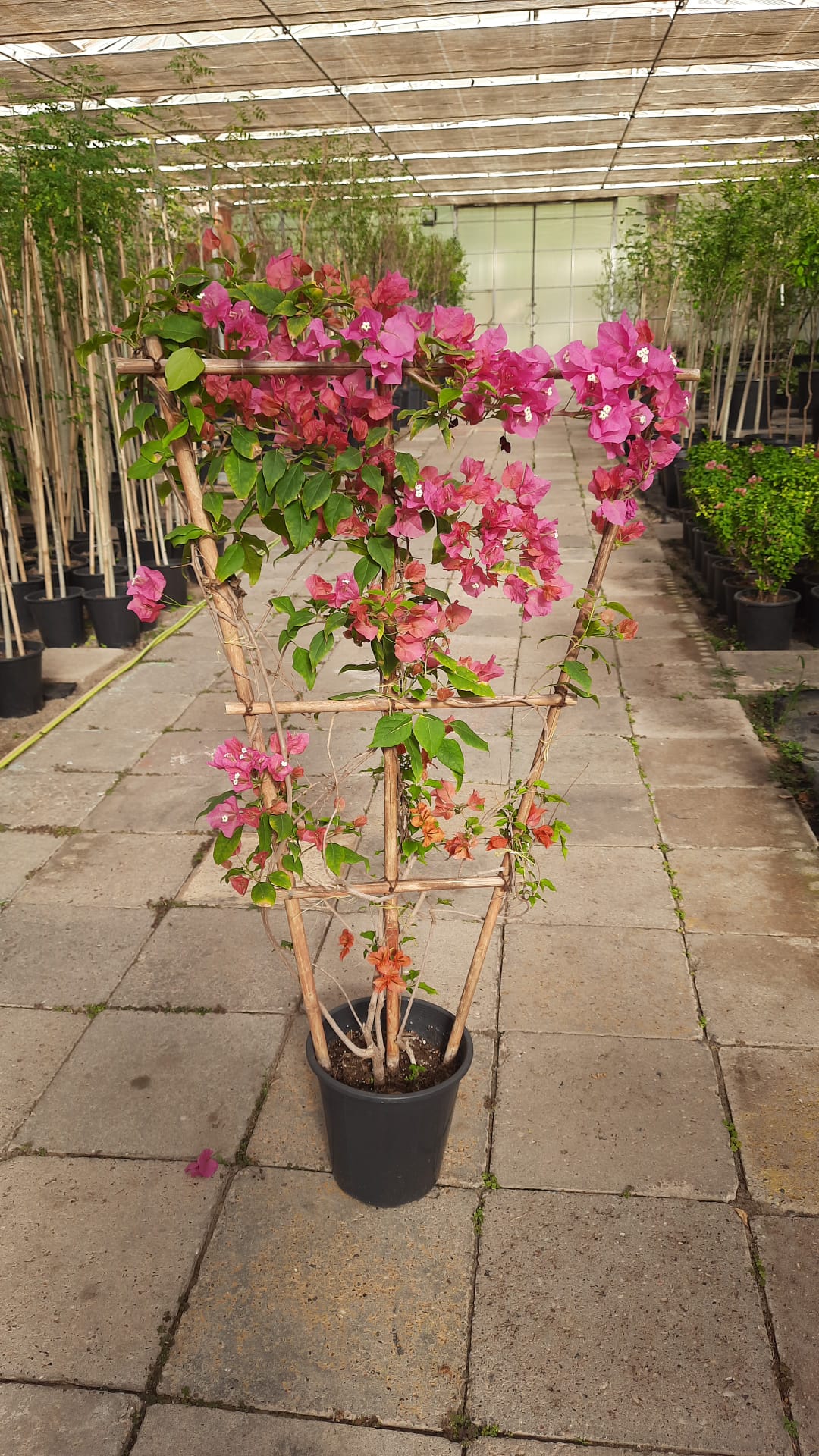 Bougainvillea Pink Trellis