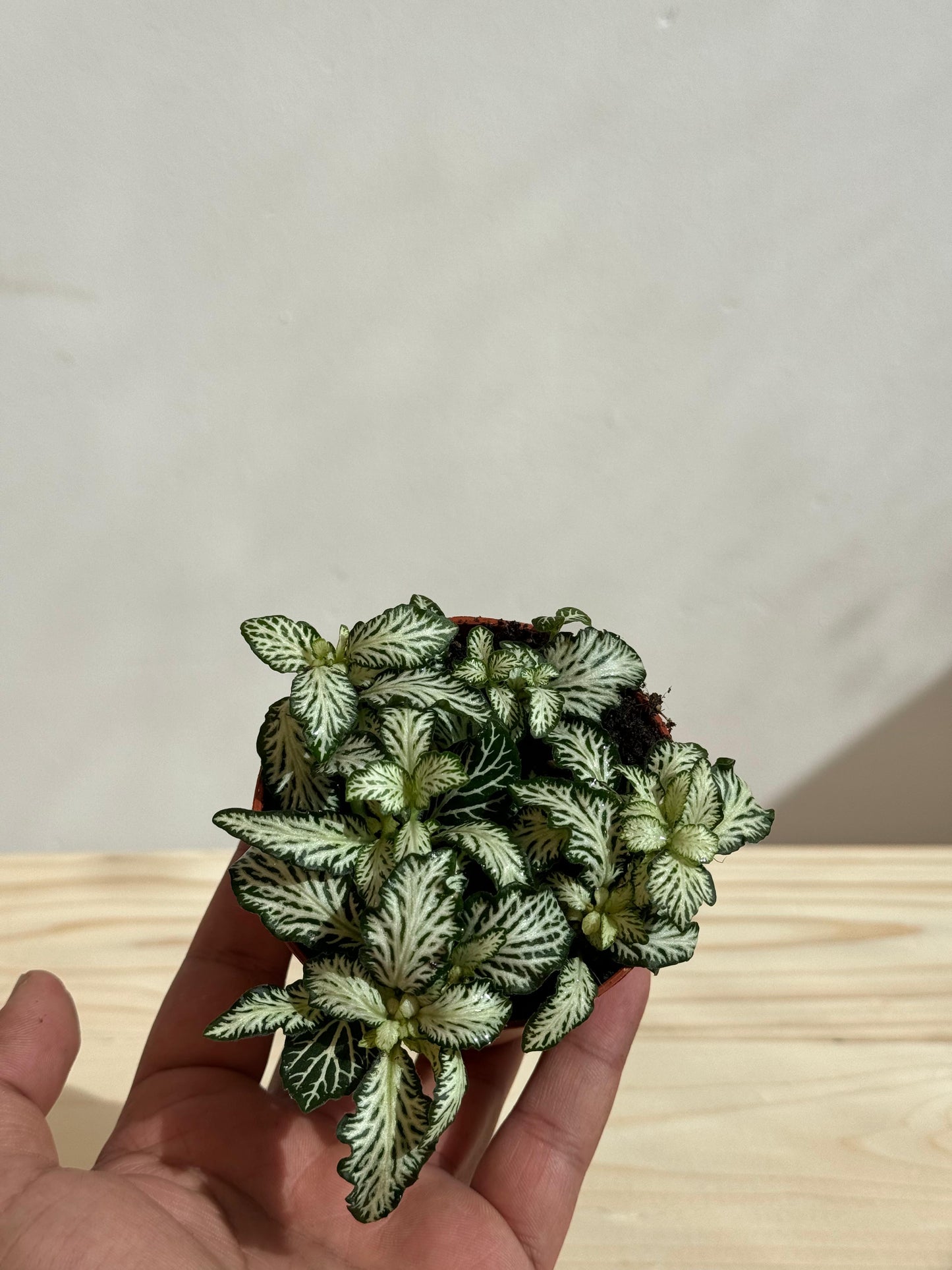 Fittonia Plant (Green) نبات الفيتونيا (أخضر)