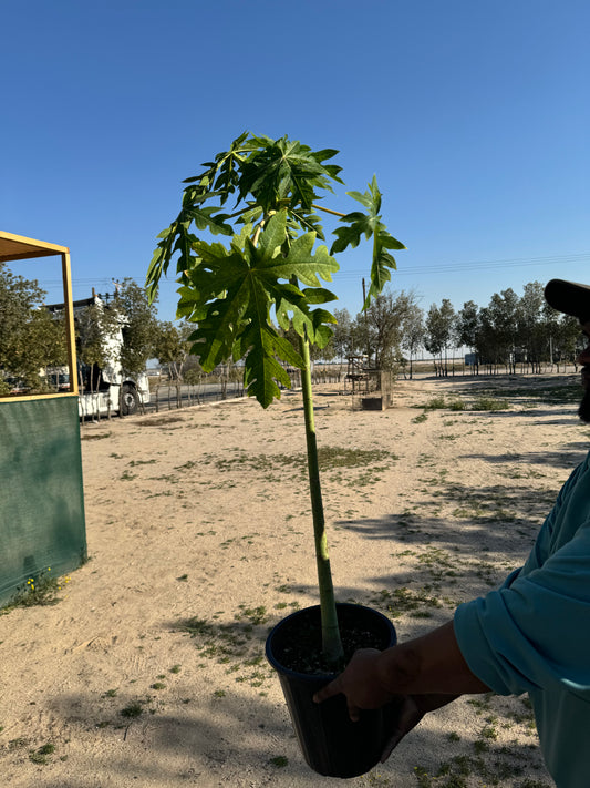 Papaya Tree - شجرة البابايا