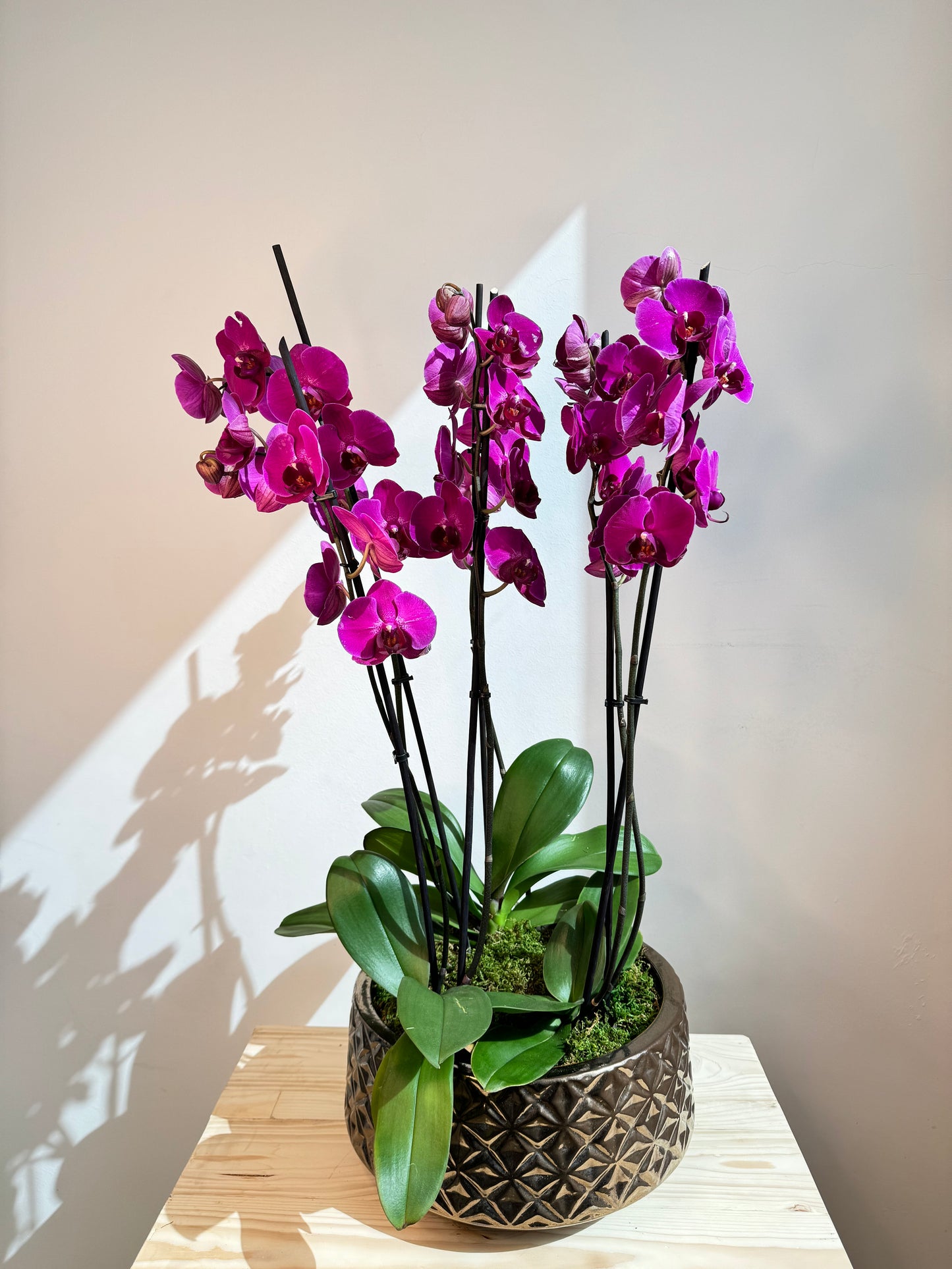 Purple Orchid Plant Bunch in Rose Gold Ceramic - نبات الأوركيد - Phalaenopsis