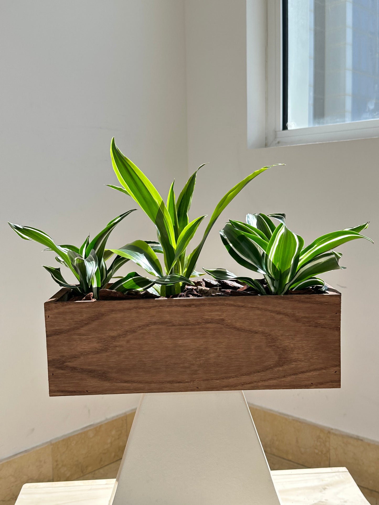 Dracaena Arrangement