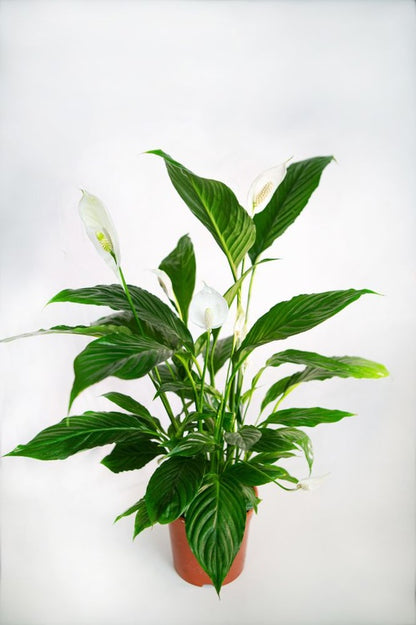 Spathiphyllum Sweet Chico - Peace Lilly - Indoor Flowering Plant