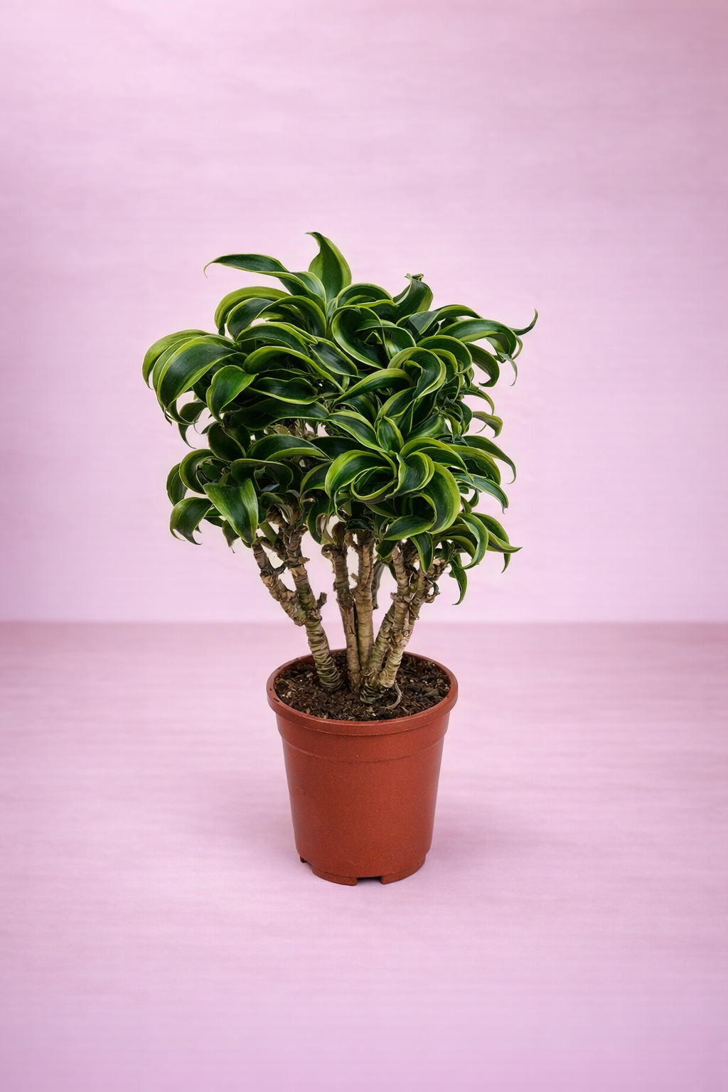 Dracaena Tornado ...