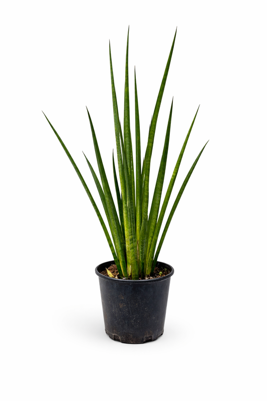 Sansevieria Cylindrica African Spear – Snake Plant | نبتة داخلية