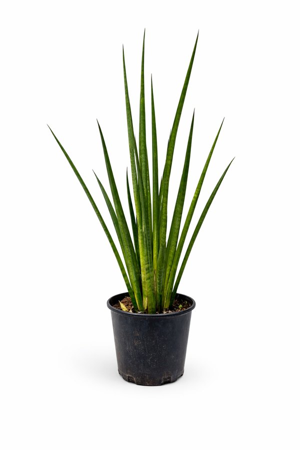 Sansevieria Cylindrica African Spear – Snake Plant | نبتة داخلية