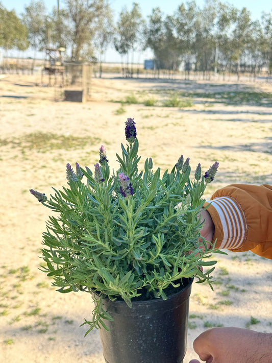 Organic Lavender Plant -  نبات لافندر