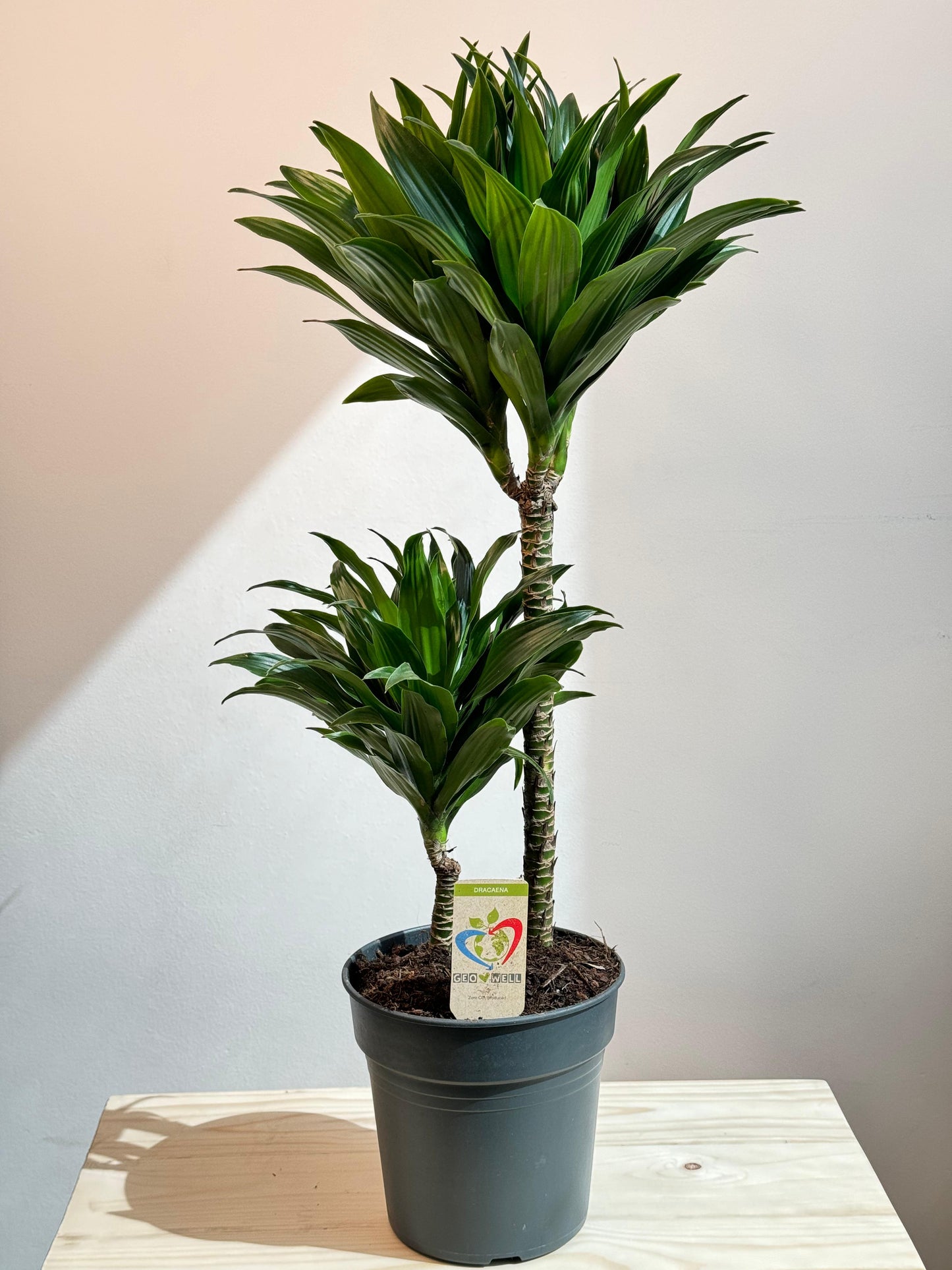 Dracaena Compacta 80cm - Indoor House Plant - نبات داخلي