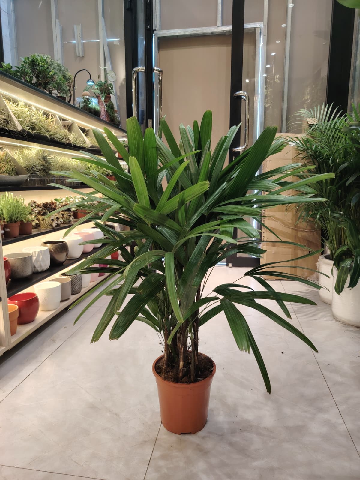 Rhapis Excelsa Palm - نبات داخلي