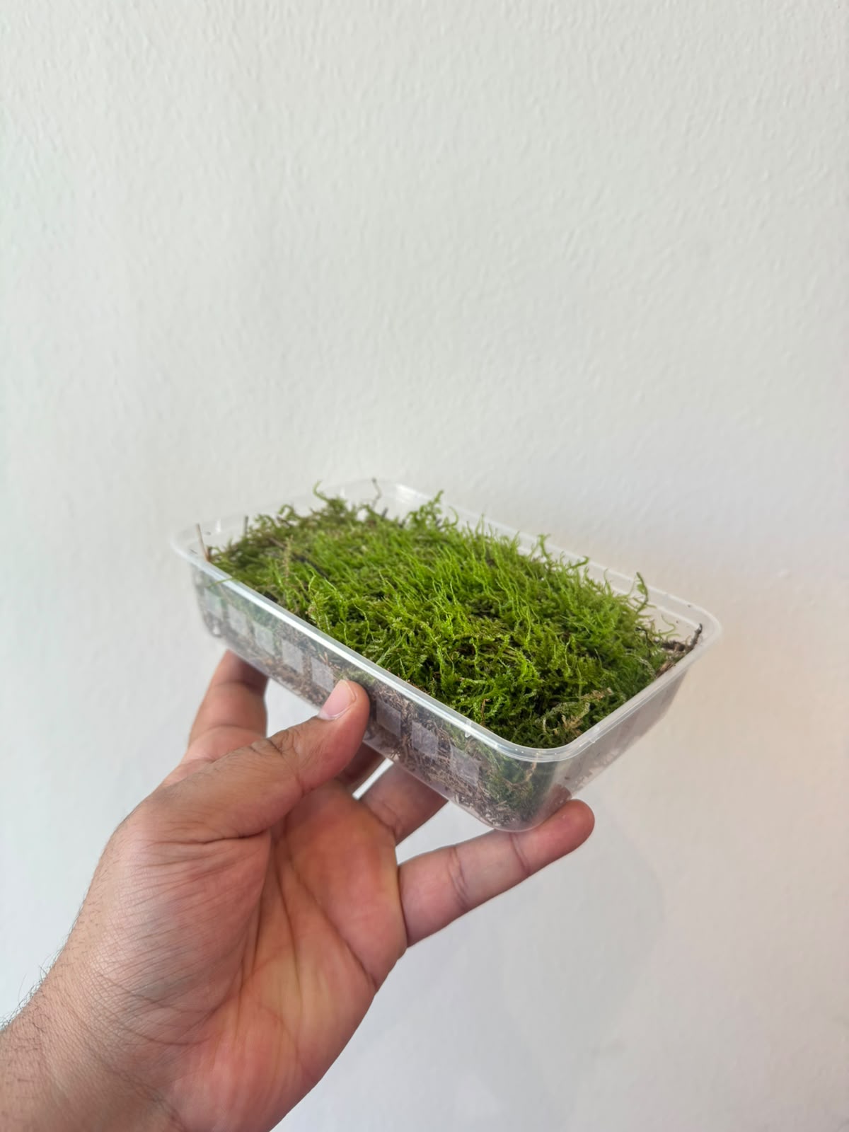 Carpet Moss for Terrarium